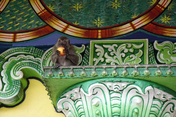 野生猴子住在夸拉隆布尔的巴图洞寺里 — 图库照片