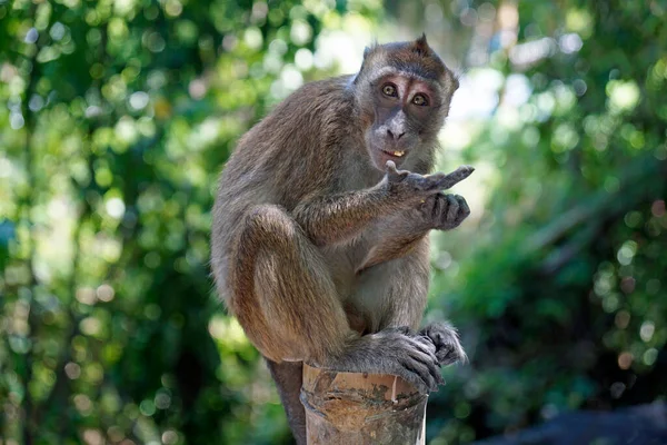 Macacos Monos Ion Cebu Isla Las Filipinas — Foto de Stock