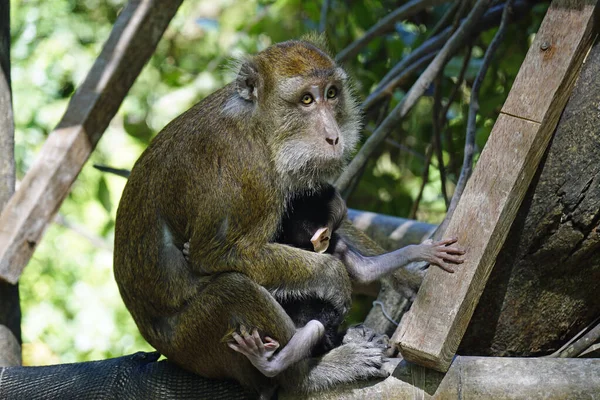 在菲律宾的马卡克猴子岛 — 图库照片
