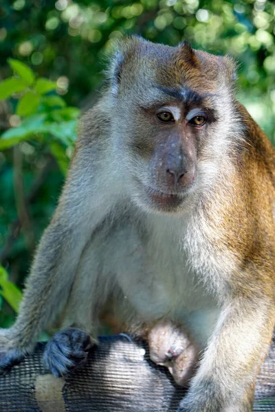 Macacos Macaco Ion Cebu Ilha Filipinas — Fotografia de Stock