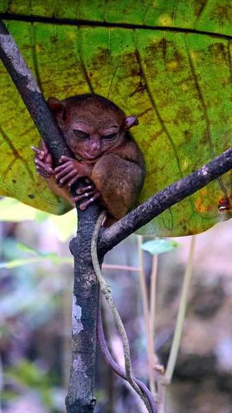 菲律宾布尔赫岛树上的Tarsier猴 Tarsius Syrichta 的肖像 — 图库照片