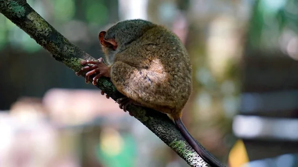 菲律宾布尔赫岛树上的Tarsier猴 Tarsius Syrichta 的肖像 — 图库照片