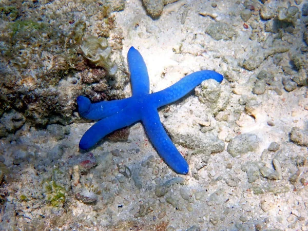 stock image underwater world in moalboal on cebu island - colorful starfish 