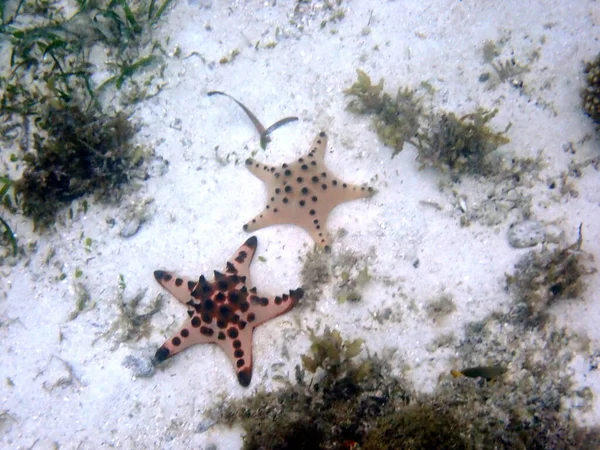 Underwater World Moalboal Cebu Island Colorful Starfish — Stock Photo, Image
