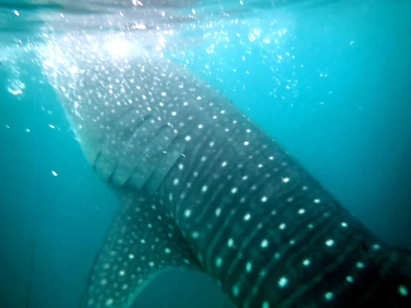 Blízkosti Velrybího Žraloka Otevřeném Moři Ostrově Cebu — Stock fotografie