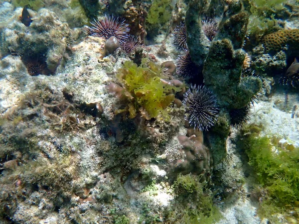 Mondo Subacqueo Moalboal Sull Isola Cebu Stelle Marine Colorate — Foto Stock