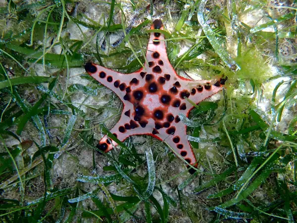 Onderwaterwereld Moalboal Cebu Eiland Kleurrijke Zeesterren — Stockfoto