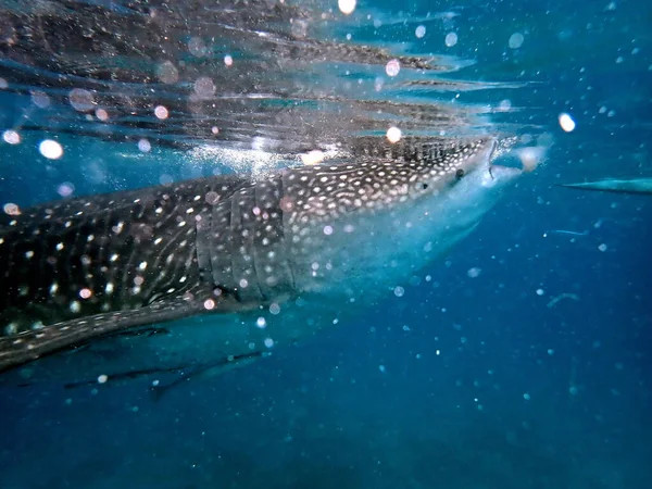 Perto Baleia Oceano Aberto Ilha Cebu — Fotografia de Stock