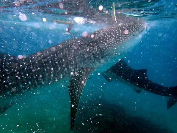 Perto Baleia Oceano Aberto Ilha Cebu — Fotografia de Stock