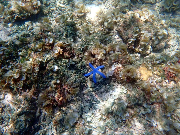 Podmořský Svět Moalboalu Ostrově Cebu Barevné Hvězdice — Stock fotografie