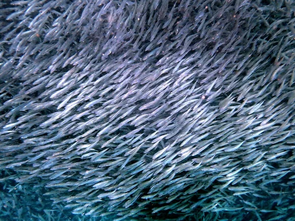 Sardinenschwarm Pazifik Bei Moalboal Auf Der Insel Cebu — Stockfoto