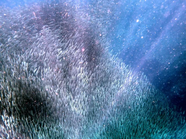 stock image swarm of sardines in the pacific ocean near moalboal on cebu island