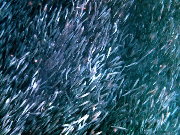Zwerm Sardines Stille Oceaan Bij Moalboal Cebu Eiland — Stockfoto