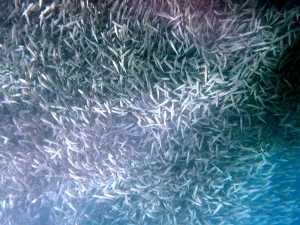 stock image swarm of sardines in the pacific ocean near moalboal on cebu island