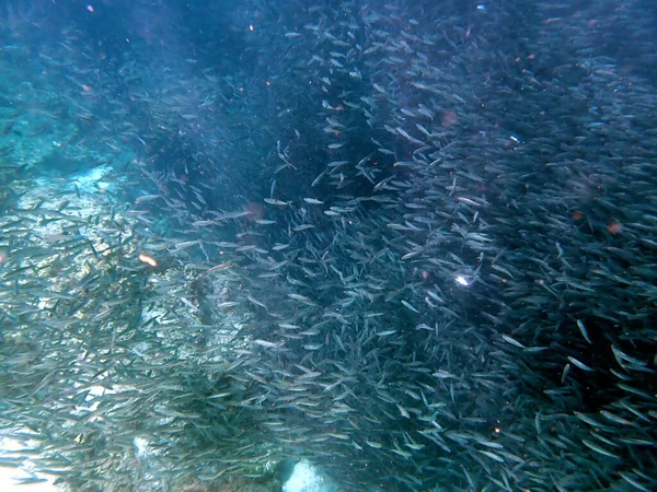Рой Сардин Тихом Океане Возле Моалбоала Острове Себу — стоковое фото