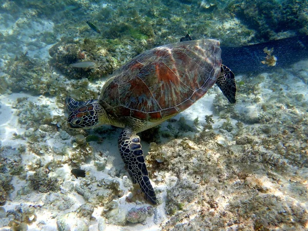 Snorkeling Con Una Tartaruga Marina Moalboal Sull Isola Cebu — Foto Stock
