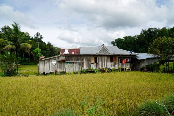 Campos Arroz Cênicos Ilha Bohol Nas Filipinas — Fotografia de Stock