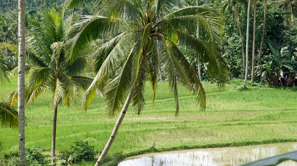 Malebná Rýžová Pole Ostrově Bohol Filipínách — Stock fotografie