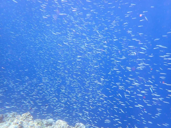 Барвистий Підводний Пейзаж Філіппінському Острові Cebu — стокове фото