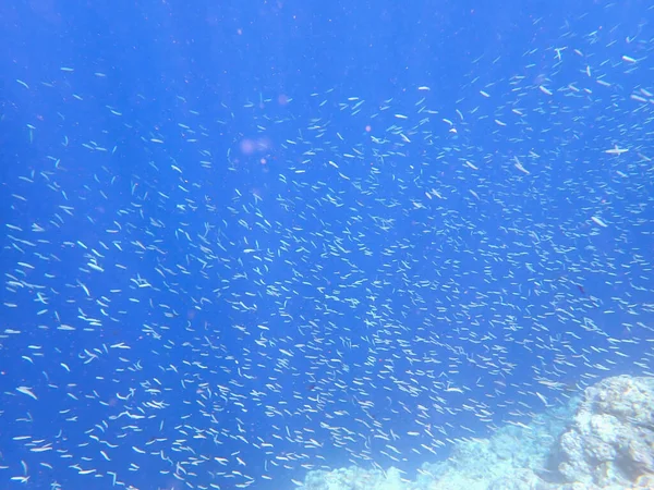 Красочный Подводный Пейзаж Филиппинском Острове Себу — стоковое фото