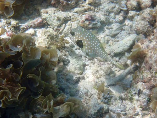 Farbenfrohe Unterwasserlandschaft Auf Der Philippinischen Insel Cebu — Stockfoto