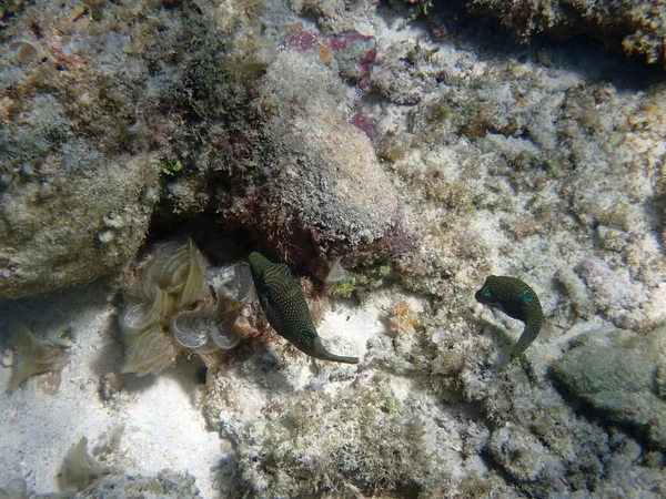 Kleine Groene Boxfish Zwemmen Stille Oceaan — Stockfoto