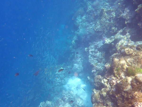 Colorido Paisaje Submarino Isla Filipina Cebu — Foto de Stock