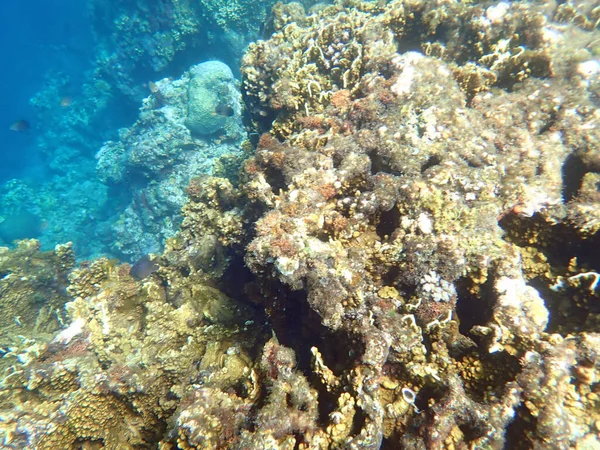Paisagem Subaquática Colorida Ilha Filipina Cebu — Fotografia de Stock