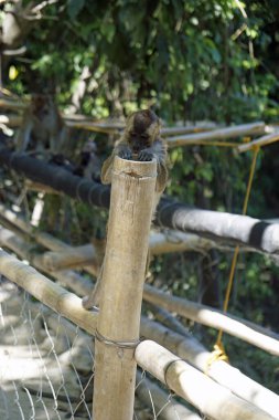 Filipinler 'deki Makakka maymunları ion cebu adası