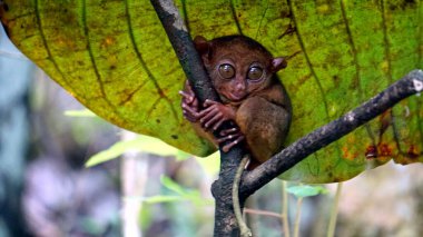 Filipinler 'deki Bohol Adası' ndaki ağaçta Tarsier Maymun Portresi (Tarsius Syrichta)