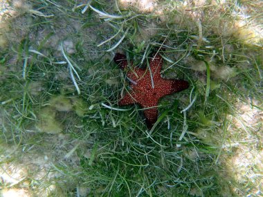 Cebu adasındaki moalboal sualtı dünyası - renkli deniz yıldızı 