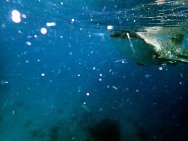 Cebu Adası 'ndaki açık okyanusta balina avına yakın.