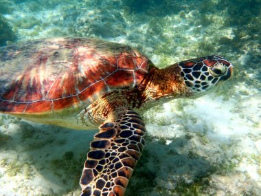 Cebu Adası 'ndaki Moalboal' da bir deniz kaplumbağasıyla şnorkelle yüzmek.