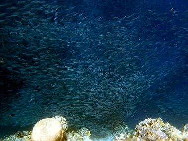 Cebu Adası yakınlarındaki Pasifik Okyanusu 'nda sardalya sürüsü.