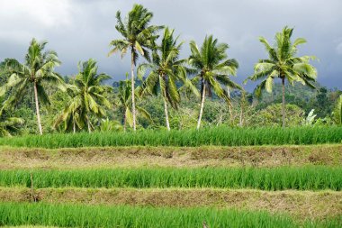 Filipinlerdeki Bohol Adası 'ndaki manzaralı pirinç tarlaları