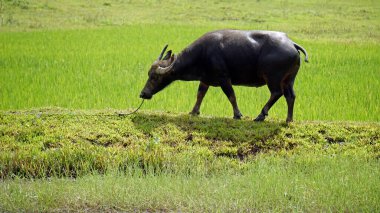 Filipinlerdeki Bohol Adası 'ndaki manzaralı pirinç tarlaları