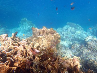 Cebu adasındaki renkli sualtı manzarası