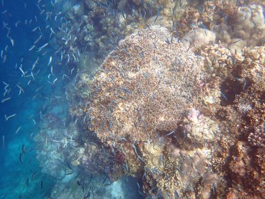 Cebu adasındaki renkli sualtı manzarası