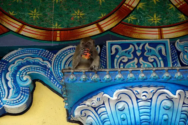 Die Wilden Affen Leben Batu Höhlentempel Kuala Lumpur — Stockfoto