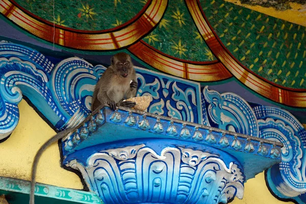 Die Wilden Affen Leben Batu Höhlentempel Kuala Lumpur — Stockfoto