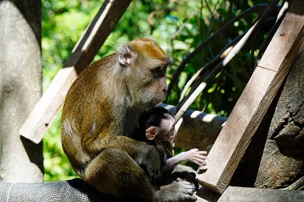 在菲律宾的马卡克猴子岛 — 图库照片