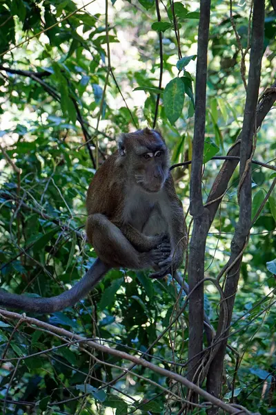 Macacos Macaco Ion Cebu Ilha Filipinas — Fotografia de Stock