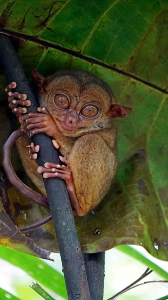 Portretul Maimuței Tarsier Tarsius Syrichta Copacul Insula Bohol Din Filipine — Fotografie, imagine de stoc