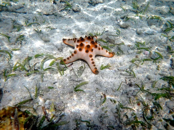 Podwodny Świat Moalboal Wyspie Cebu Kolorowe Rozgwiazdy — Zdjęcie stockowe