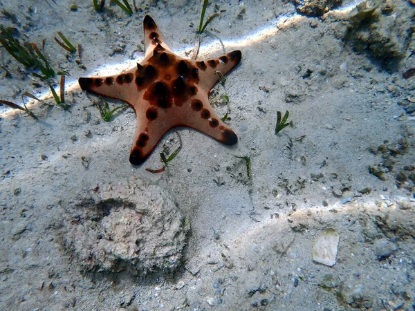 Mundo Submarino Moalboal Isla Cebu Coloridas Estrellas Mar — Foto de Stock