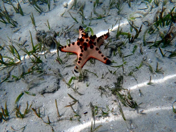 Dunia Bawah Air Moalboal Pulau Cebu Bintang Ikan Berwarna Warni — Stok Foto