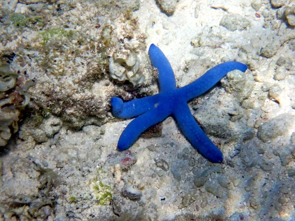Mundo Submarino Moalboal Isla Cebu Coloridas Estrellas Mar — Foto de Stock