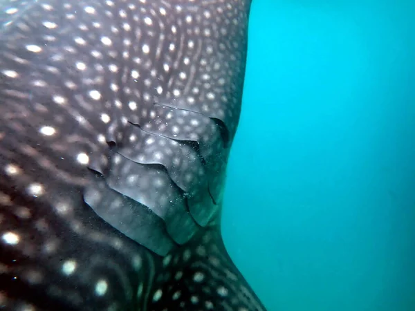 Blízkosti Velrybího Žraloka Otevřeném Moři Ostrově Cebu — Stock fotografie