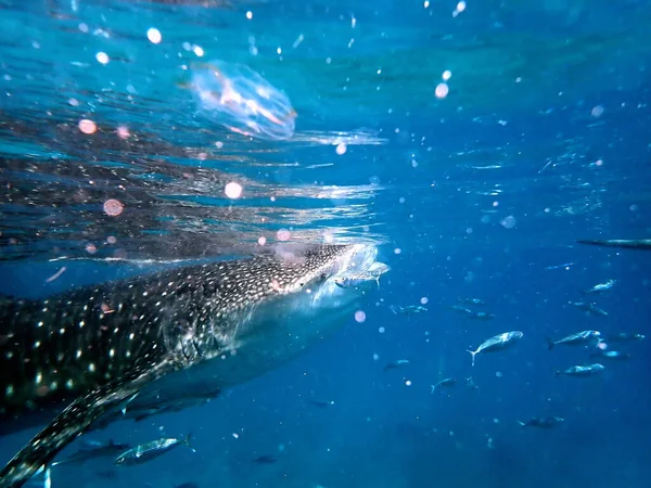 Cebu Adası Ndaki Açık Okyanusta Balina Avına Yakın — Stok fotoğraf