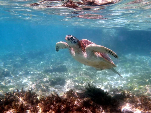 Šnorchlování Mořskou Želvou Moalboal Ostrově Cebu — Stock fotografie